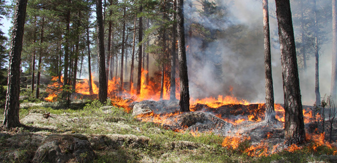 Naturvårdsbränning. Foto: Joachim Strengbom