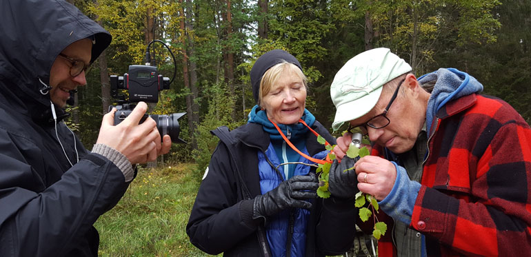 Forskarna Jan Weslien och Lena Gustafsson filmas medan de undersöker aspblad.
