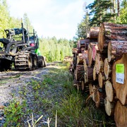 Produktionsledaren planerar och styr du resurserna för avverkning och skogsvård. Foto: Thomas Adolfsén