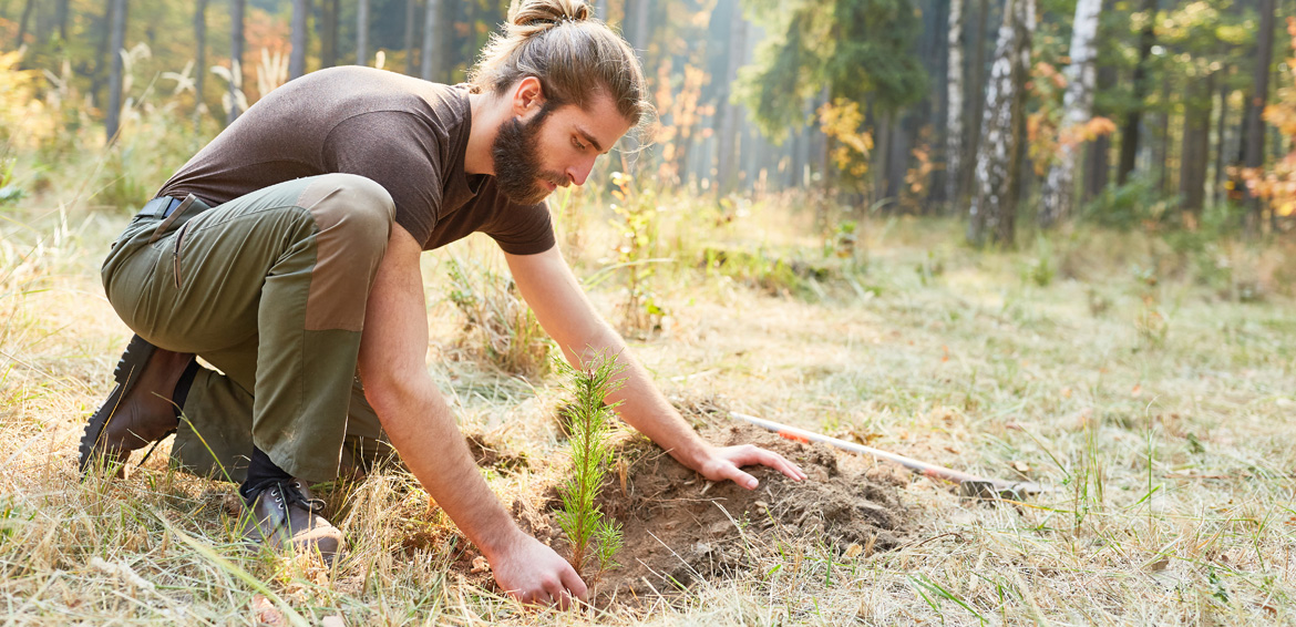 Plantering. Foto: Shutterstock